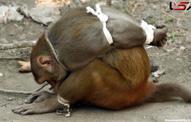 مزاحمت میمون ها در بمبئی