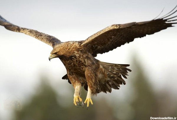 پرواز عقاب طلایی