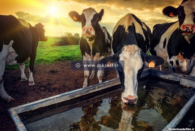 دانلود تصویر HD و با کیفیت از گاو های سیاه و سفید