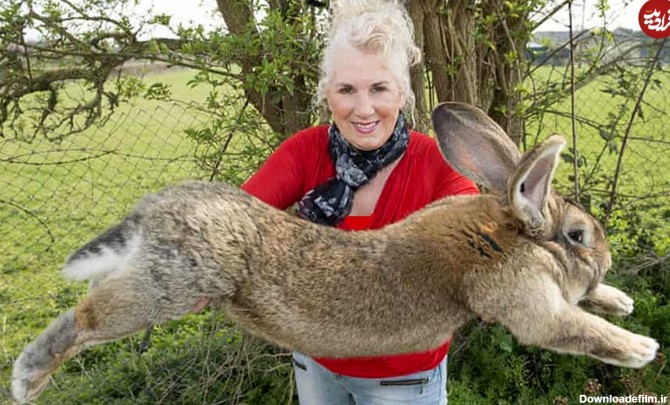 داریوش ۱۲۹ سانتیمتری؛ بزرگ‌ترین خرگوش دنیا دزدیده شد