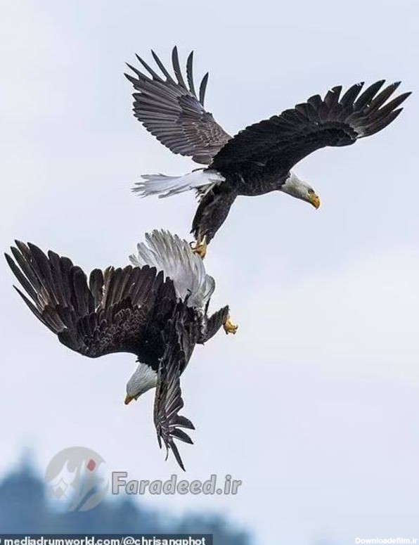 دعوای جانانه عقاب های آمریکایی در آسمان+عکس