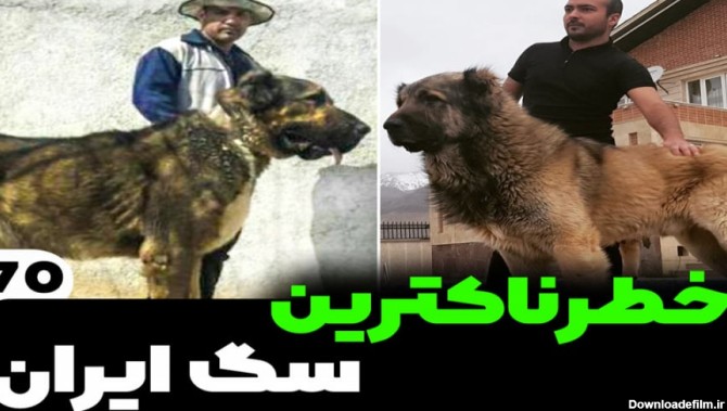 معرفی خطرناکترین سگ های ایرانی