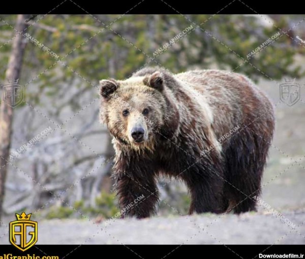 عکس خرس قهوه ای رایگان مناسب برای چاپ و طراحی با رزو 300 - شاتر استوک خرس- عکس با کیفیت خرس - تصویر خرس - شاتراستوک خرس