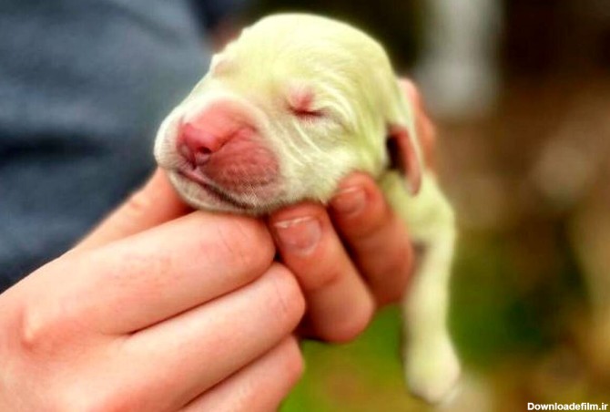 تولد عجیب‌ترین توله سگ دنیا که همه را حیرت‌زده کرد