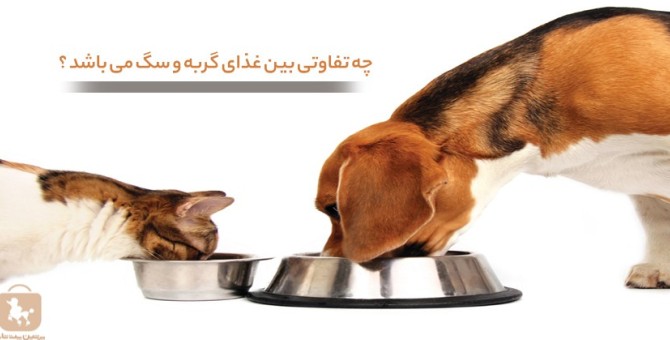 چه تفاوتی بین غذای گربه و سگ می باشد ؟ - پرشین پت مگ