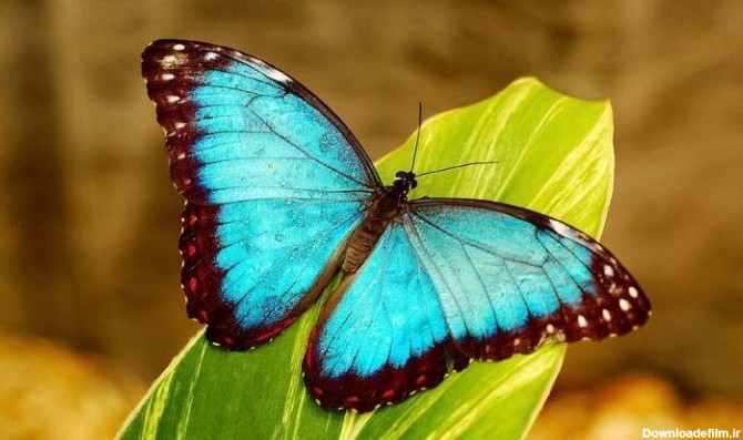 عکس هایی از زیباترین پروانه های دنیا | لست سکند