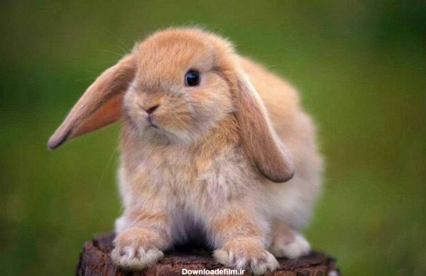نژاد خرگوش لوپ هلندی ایستاده روی چوب