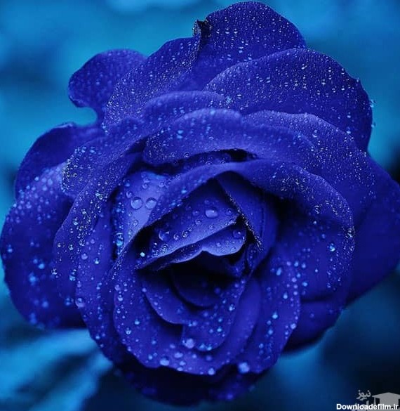 شبنم بر روی گل آبی
