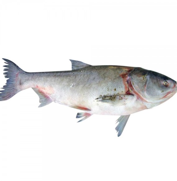 ماهی آزاد دزفول ارگانیک | شیریک