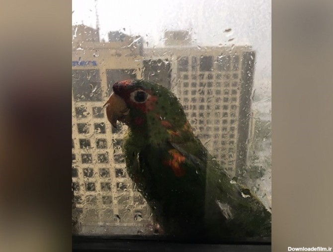 مهمانان وحشتزده هتل میامی پشت پنجره طبقه ۲۲ - تابناک | TABNAK