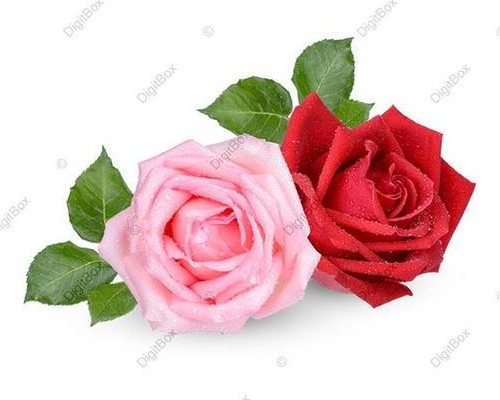عکس گل رز قرمز و صورتی - دیجیت باکس - DigitBox