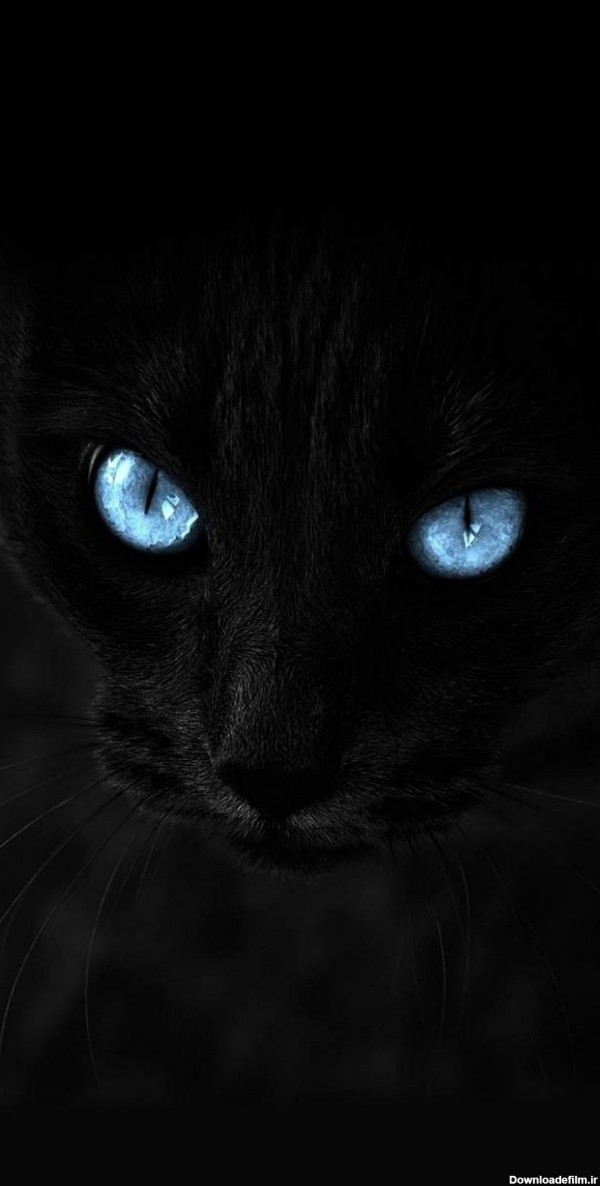 عکس زمینه چشم آبی گربه پس زمینه