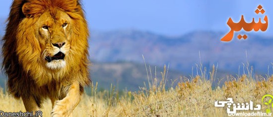تحقیق درباره زندگی شیر ، سلطان جنگل - دانشچی