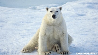 توله خرس قطبی برای نخستین بار برف می‌بیند + تصاویر(گزارش 68)