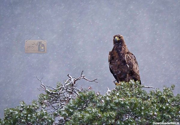 عقاب طلایی در زمستان