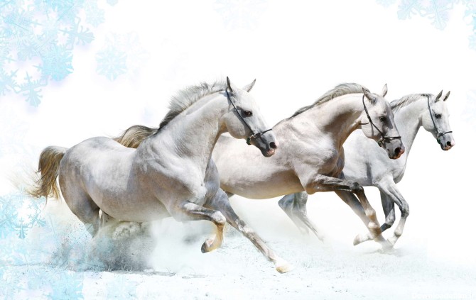 سه اسب سفيد در حال دويدن روي برف