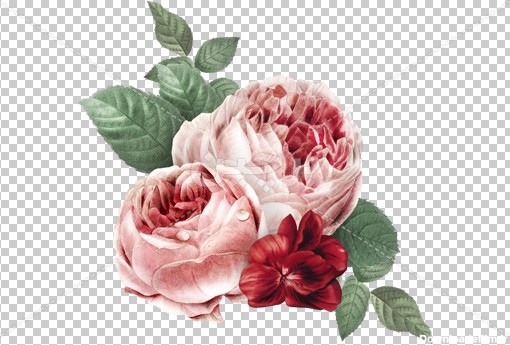 عکس png گل های رز زیبا | بُرچین – تصاویر دوربری شده، فایل ...