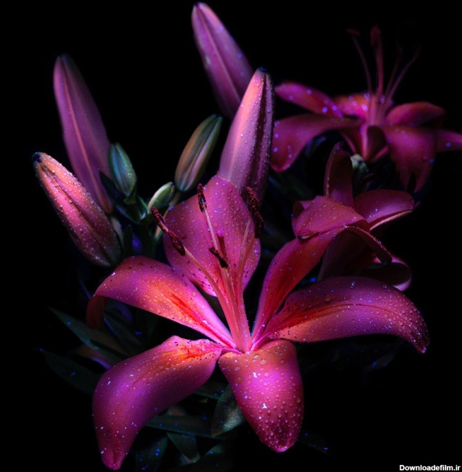 عکس گل 8k ارکیده با پس زمینه سیاه | گیاهان | فایل آوران