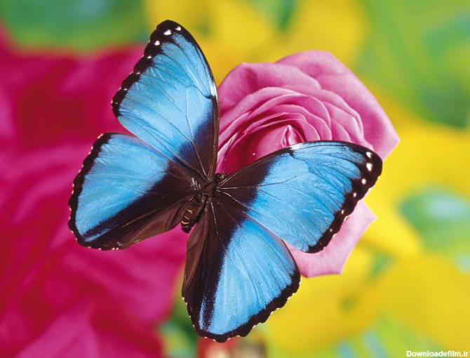 پروانه آبی و مشکی روی رزصورتی