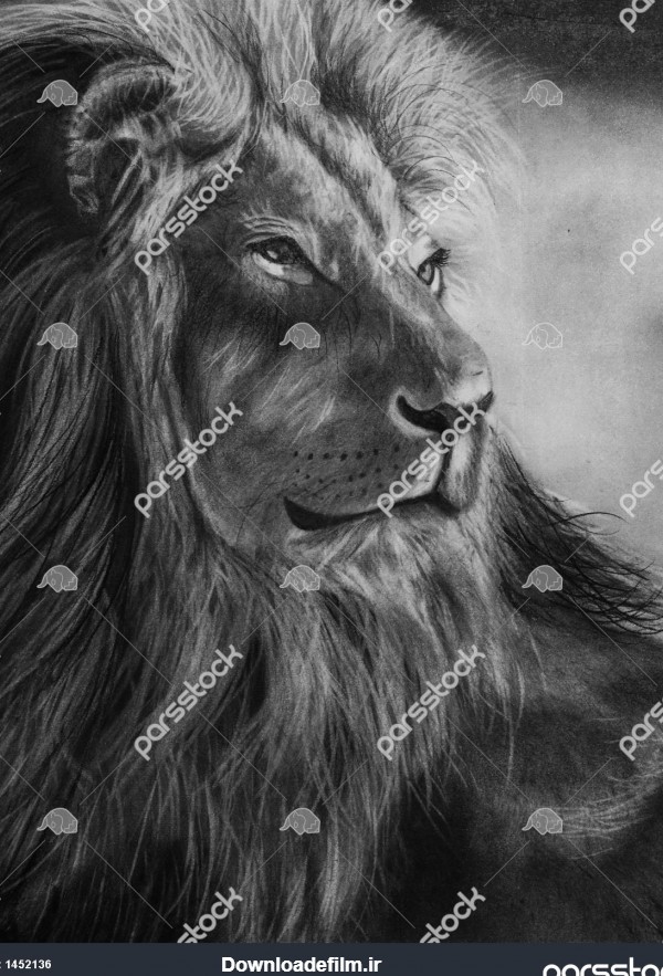 وحشی زیبا اثر نقاشی سیاه قلم شیر 1452136