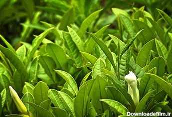 برداشت برگ سبز چای در گیلان