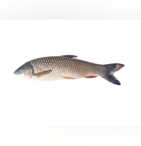 خرید و قیمت ماهی آزاد شمال(1کیلوگرم) از غرفه محصولات دریایی ماهی ...