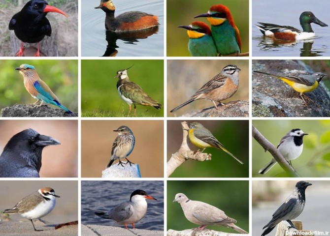 فهرست پرندگان ایران | اسامی پرندگان ایران – انجمن حفاظت پرندگان ...