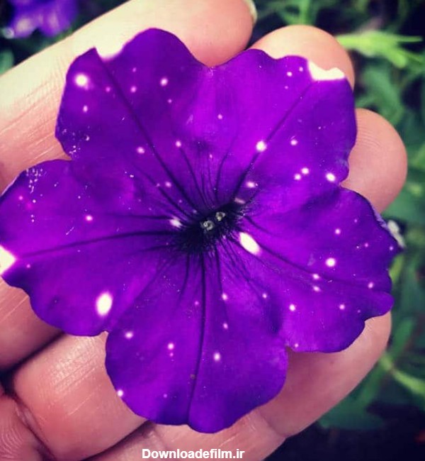 15 عکس زیبا و خیره کننده از گل های اطلسی با گلبرگ های کهکشانی