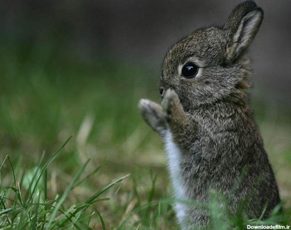عکس خرگوش کوچولو ناز