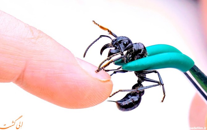خطرناک ترین حشرات جهان که اصلا نباید نزدیکشان شوید!