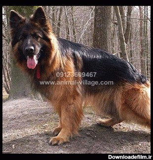 سگ ژرمن بلک مو بلند - G103 - دهکده حیوانات