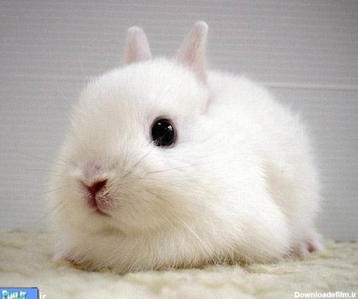 پرشین پت > > بامزه ترین و زیباترین خرگوش هایی که تا به حال دیده ...
