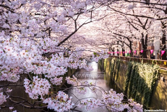 تصاویر شگفت انگیز و زیبا از گل‌های بهاری نقاط مختلف جهان/ عکس
