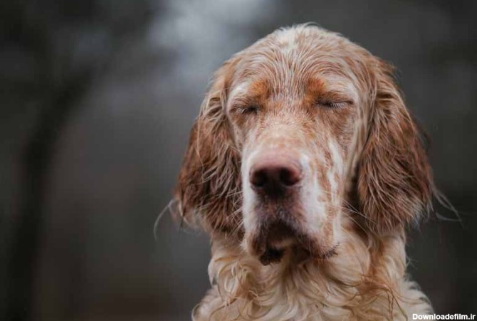 دانلود تصویر سگ قهوه ای از نمای نزدیک