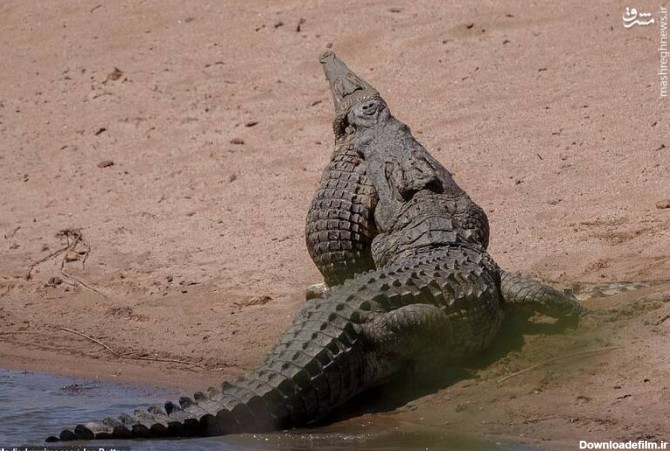 مشرق نیوز - عکس/ حمله تمساح گرسنه به بچه تمساح