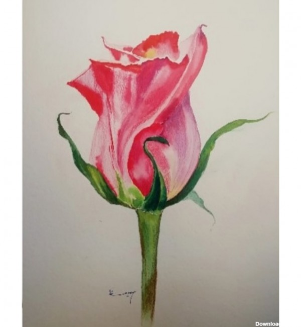 مشخصات، قیمت و خرید تابلو نقاشی آبرنگ طرح گل رز | دیجی‌کالا