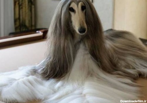 پشمالوترین سگ دنیا از نژاد افغان - عکس ویسگون