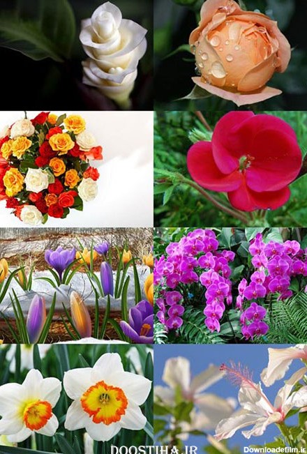 دانلود والپیپر گیاهان و گل های زیبا Flowers Wallpapers Pack 8