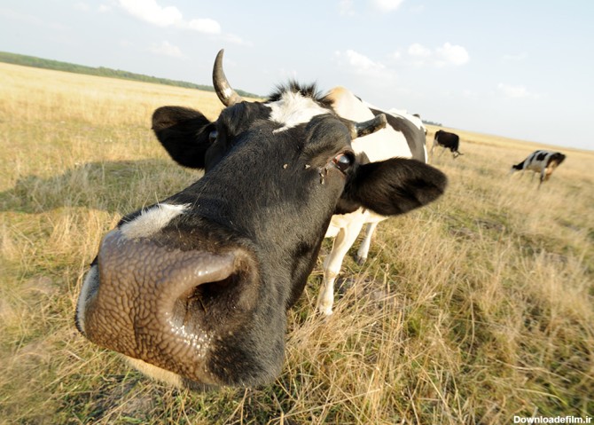 عکس گاو مشکی و سفید اهلی - مسترگراف