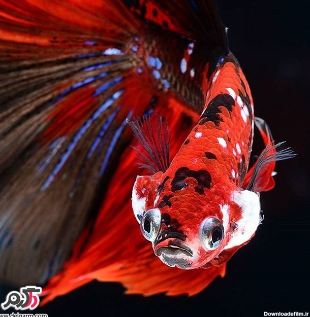 تصاویری از ماهی های زینتی بسیار زیبا مهر 1395