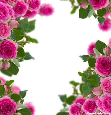 دانلود عکس رایگان از فریم و قاب با تزئین گل های زیبای رز صورتی