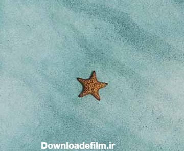 والپیپر ستاره دریایی