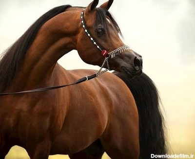اسب عربی چیست؟