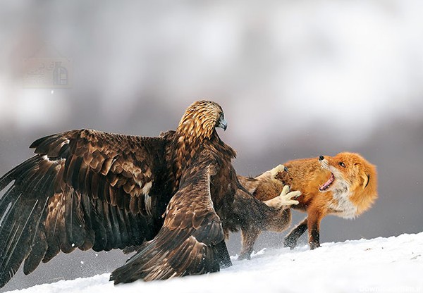 شکار عقاب طلایی