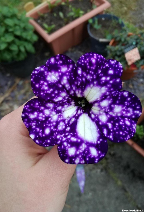 این گل کهکشانی هفت سین شما را زیبا می کند + عکس