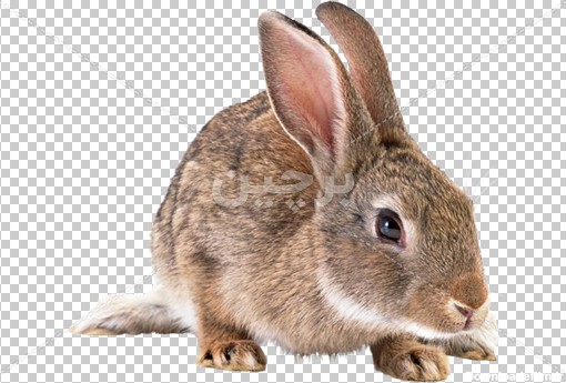 Borchin-ir-rabbit png image دانلود عکس خرگوش قهوه ای با فرمت پی ان جی۲
