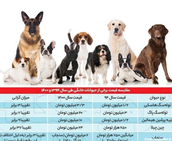 قیمت یک سگ خانگی ۴٠ میلیون تومان! | سایت انتخاب