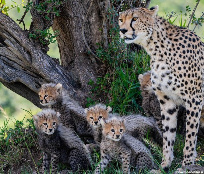 هفت توله زنده یک یوزپلنگ در حیات وحش +عکس - اقتصاد آنلاین