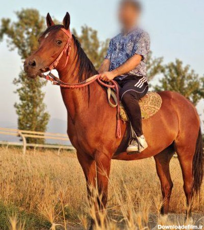 اسب ترکمن چه نژادی است؟