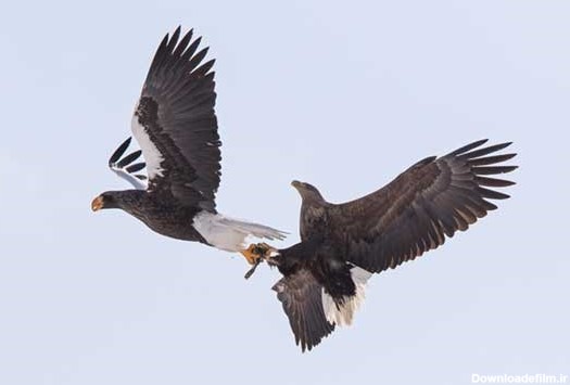 زورگیری عقاب در آسمان! + عکس